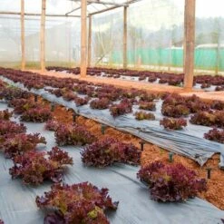 OSQI Piquets De Fixation De Jardin En Plastique, Piquets De Fixation De Jardin Pour La Protection UV Contre Les Mauvaises Herbes (50 Pièces, Noir) -France Abri de jardin Soldes Boutique 65502136 4