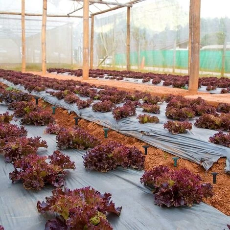 OSQI Piquets De Fixation De Jardin En Plastique, Piquets De Jardin Pour La Fixation Des Chiffons Anti-mauvaises Herbes Protection UV (200 Pièces, Vert) 4 OSQI Piquets De Fixation De Jardin En Plastique, Piquets De Jardin Pour La Fixation Des Chiffons Anti-mauvaises Herbes Protection UV (200 Pièces, Vert) – Image 2